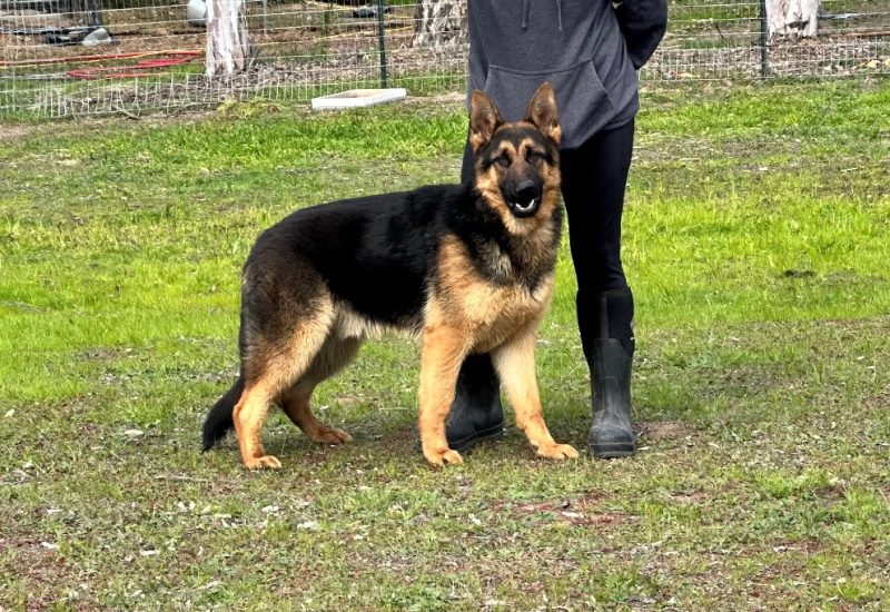 Central Valley German Shepherds, photo 58