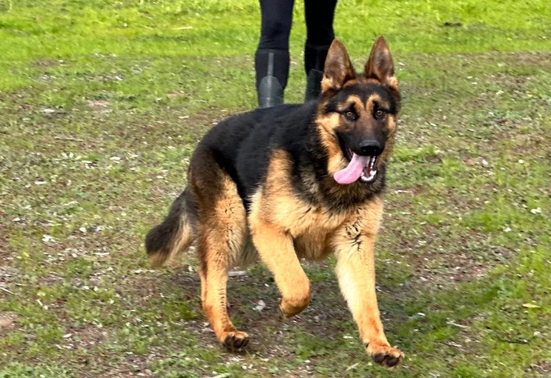 Central Valley German Shepherds, photo 59