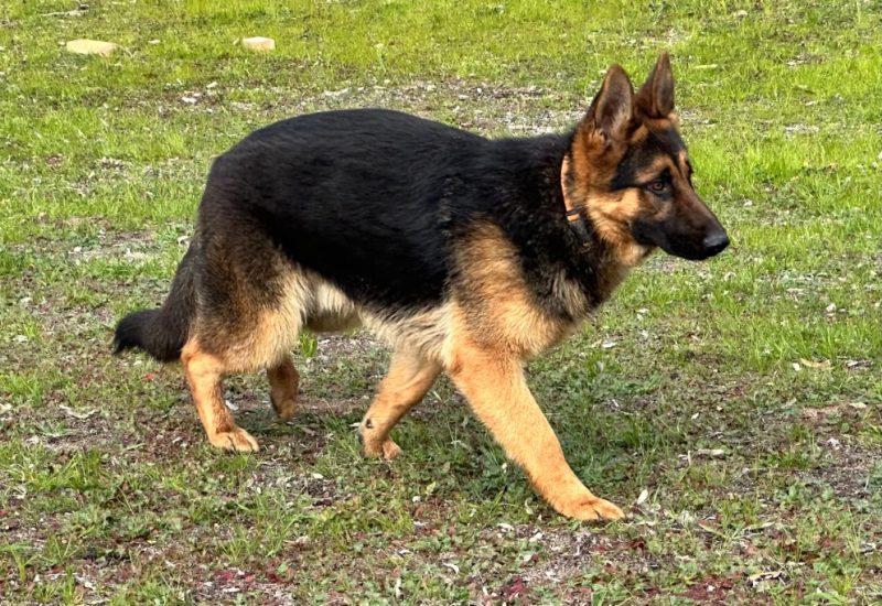Central Valley German Shepherds, photo 60