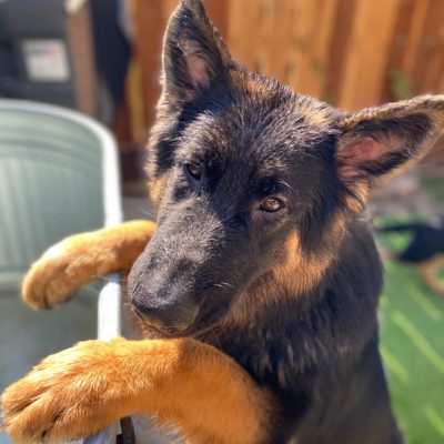 Central Valley German Shepherds, photo 71