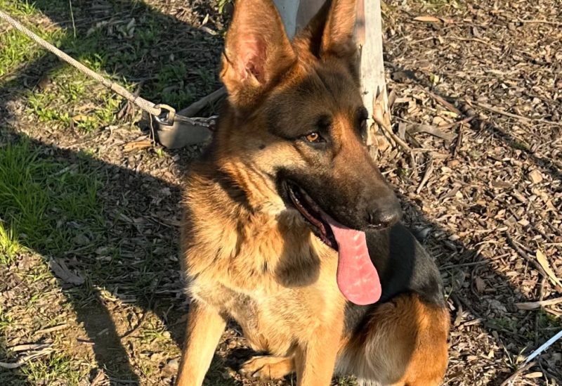Central Valley German Shepherds, photo 67