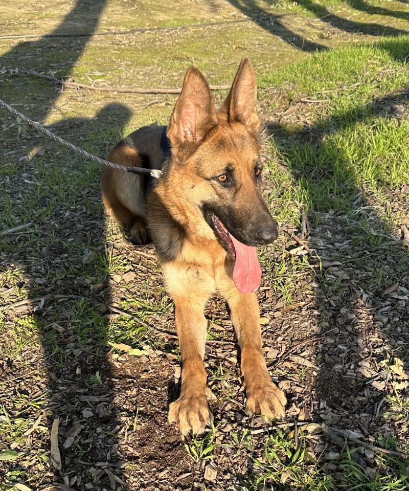 Central Valley German Shepherds, photo 68