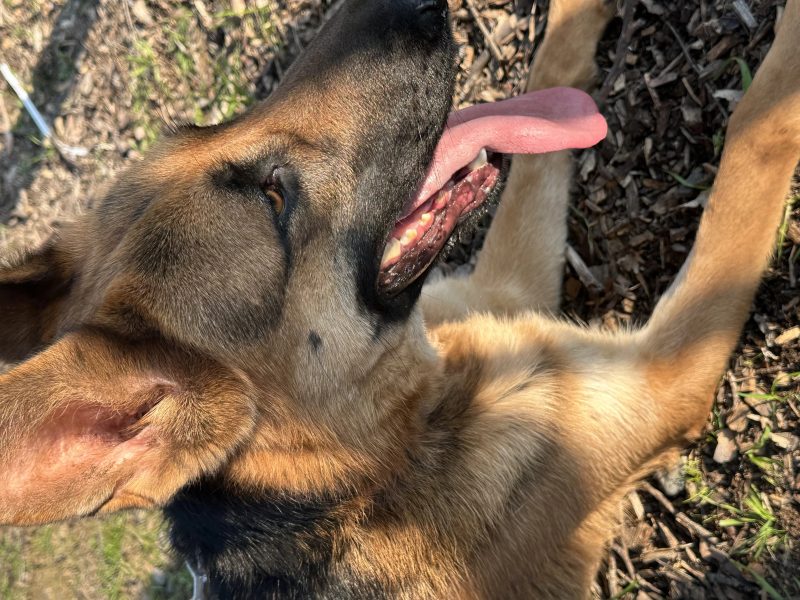 Central Valley German Shepherds, photo 69