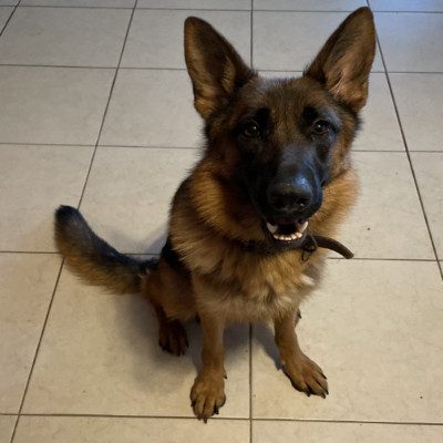 Central Valley German Shepherds, photo 64
