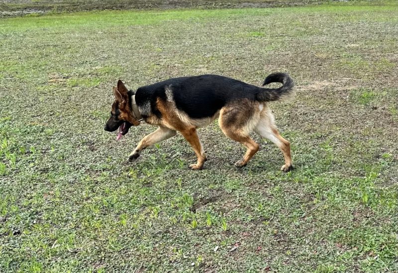 Central Valley German Shepherds, photo 56