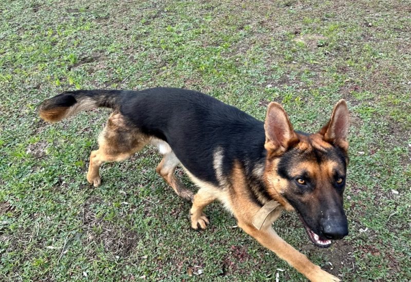 Central Valley German Shepherds, photo 57
