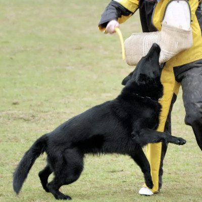 Central Valley German Shepherds, photo 61