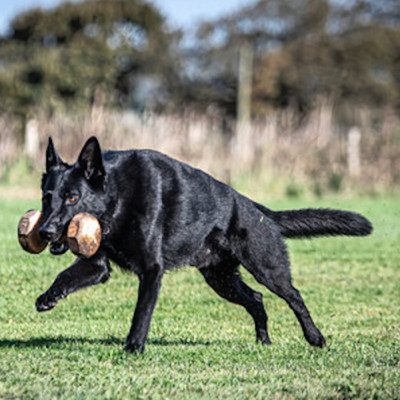 Central Valley German Shepherds, photo 63
