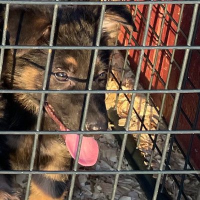 Central Valley German Shepherds, photo 73