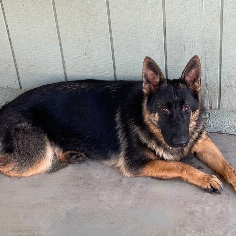 Central Valley German Shepherds, photo 75