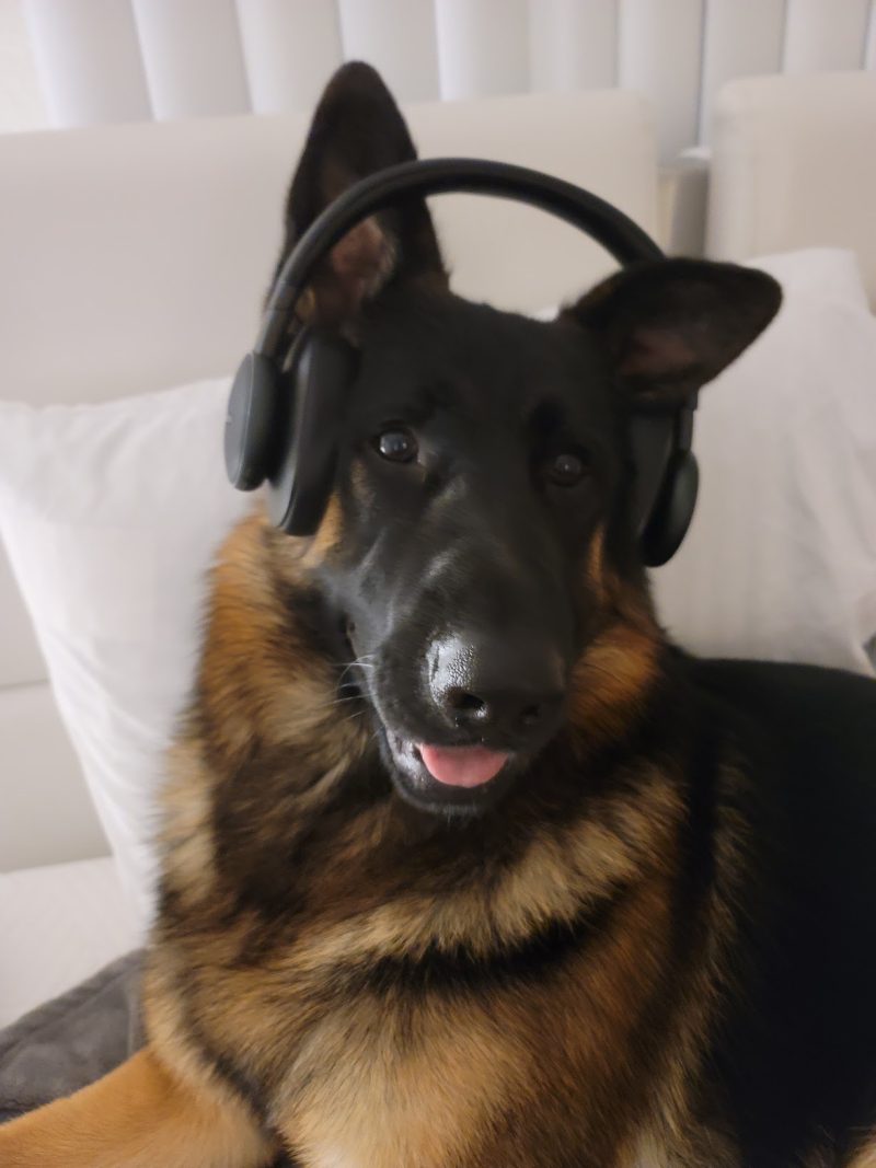 Central Valley German Shepherds, photo 19