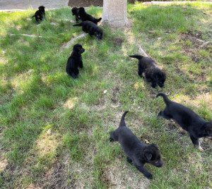 Central Valley German Shepherds, photo 20