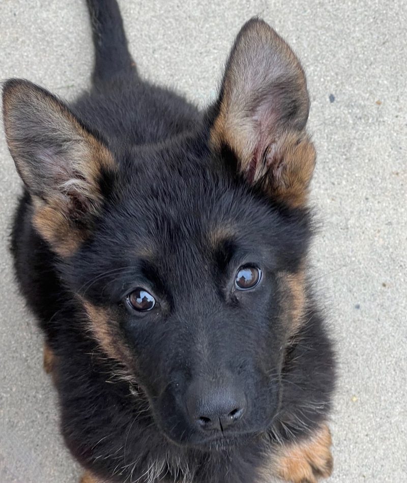 Central Valley German Shepherds, photo 26