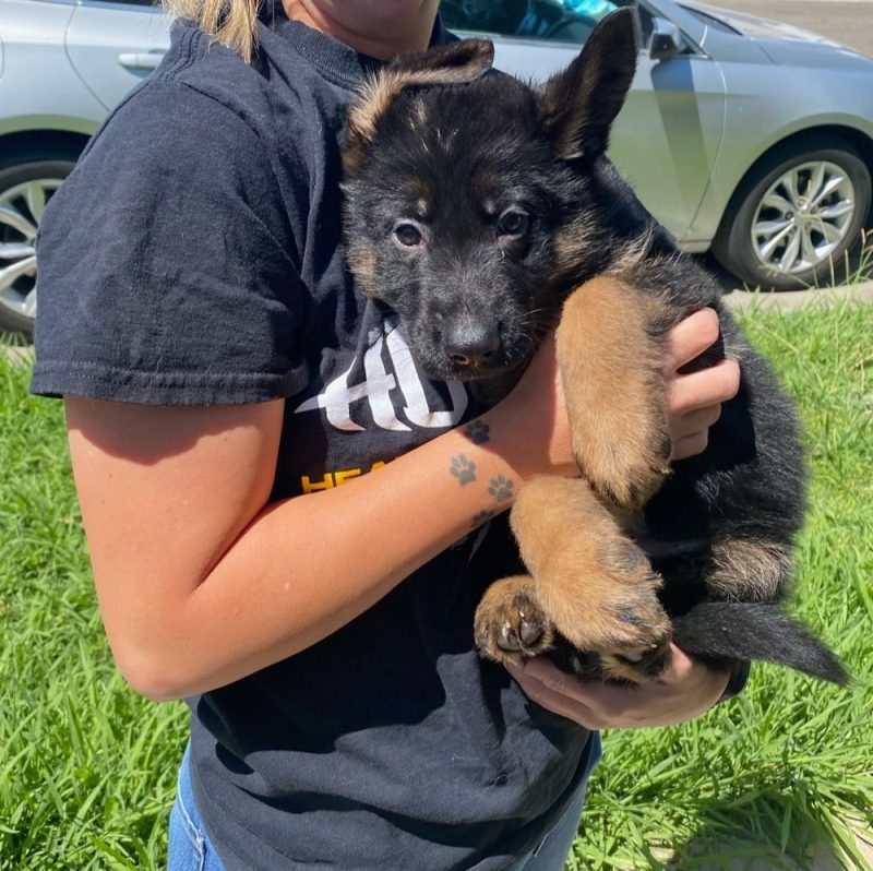 Central Valley German Shepherds, photo 30