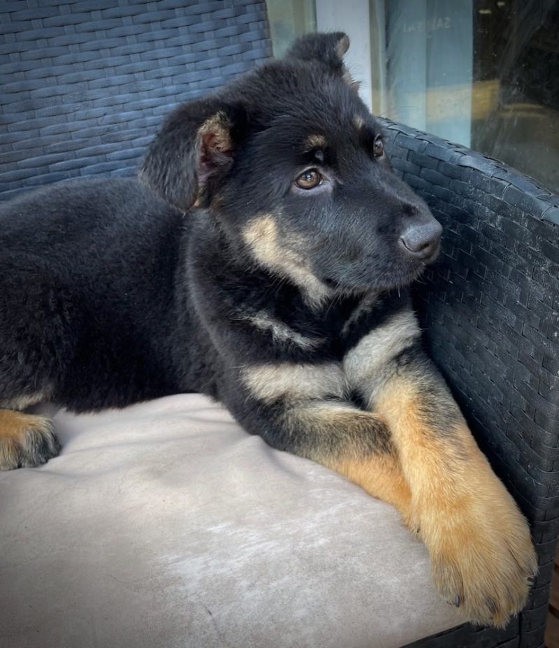 Central Valley German Shepherds, photo 32