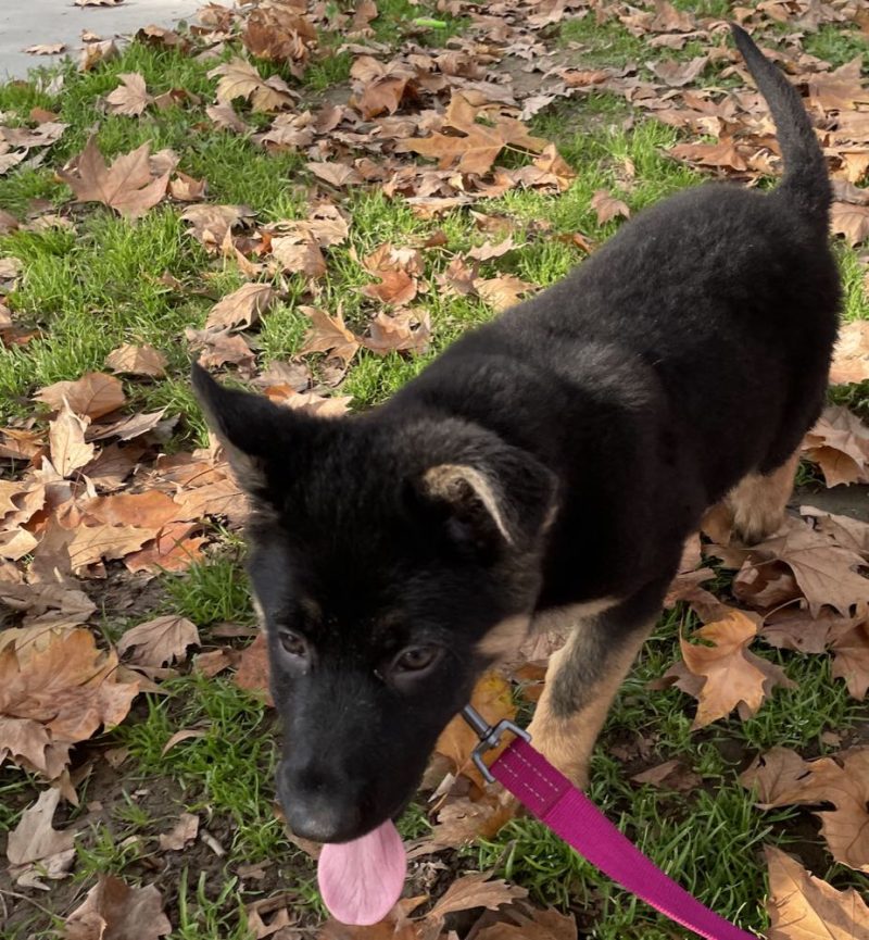 Central Valley German Shepherds, photo 33