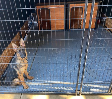 Central Valley German Shepherds, photo 8