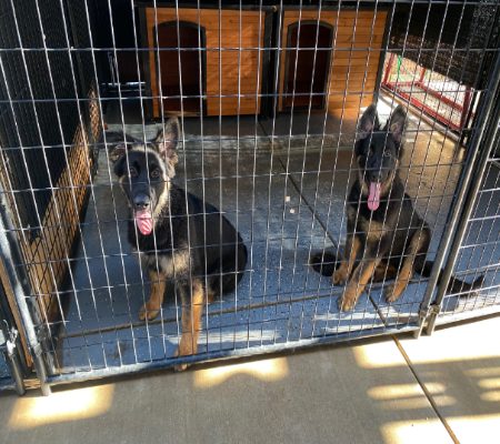 Central Valley German Shepherds, photo 13
