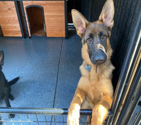 Central Valley German Shepherds, photo 14