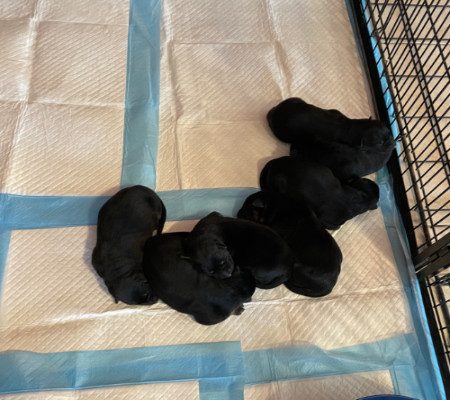 Central Valley German Shepherds, photo 50
