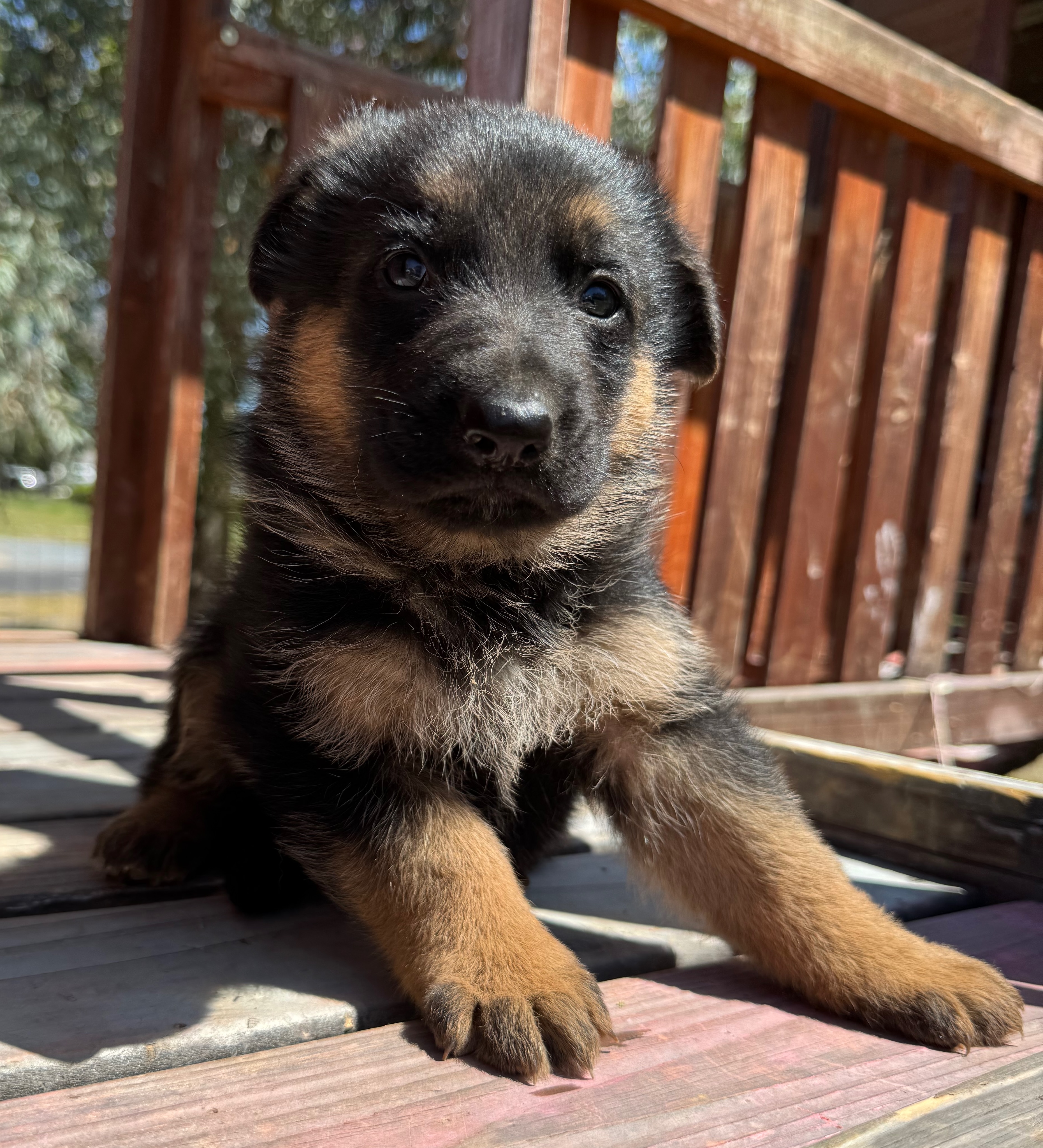 Puppy Thumbnail