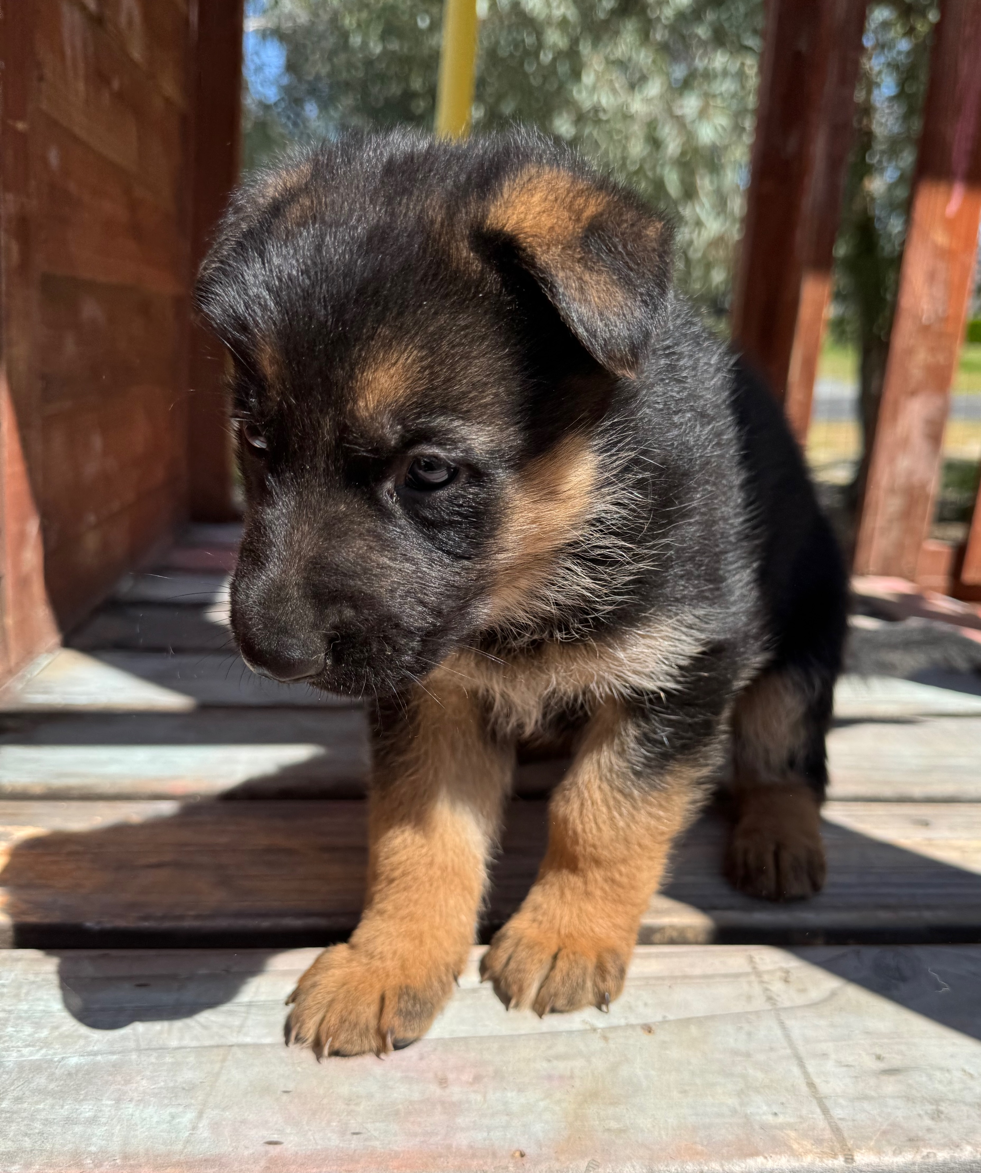 Puppy Thumbnail