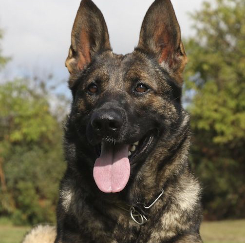Nova