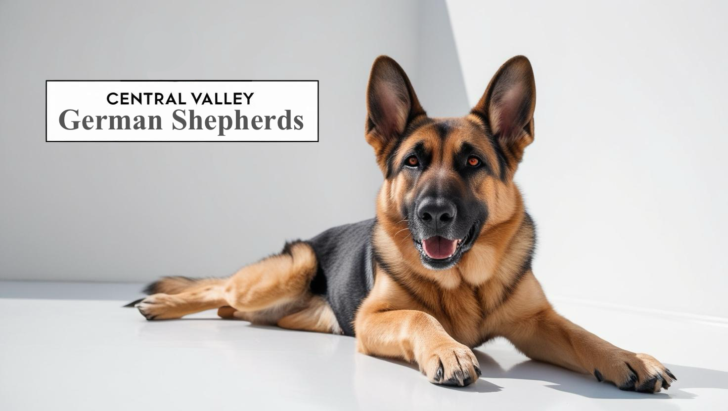 Champion German Shepherd