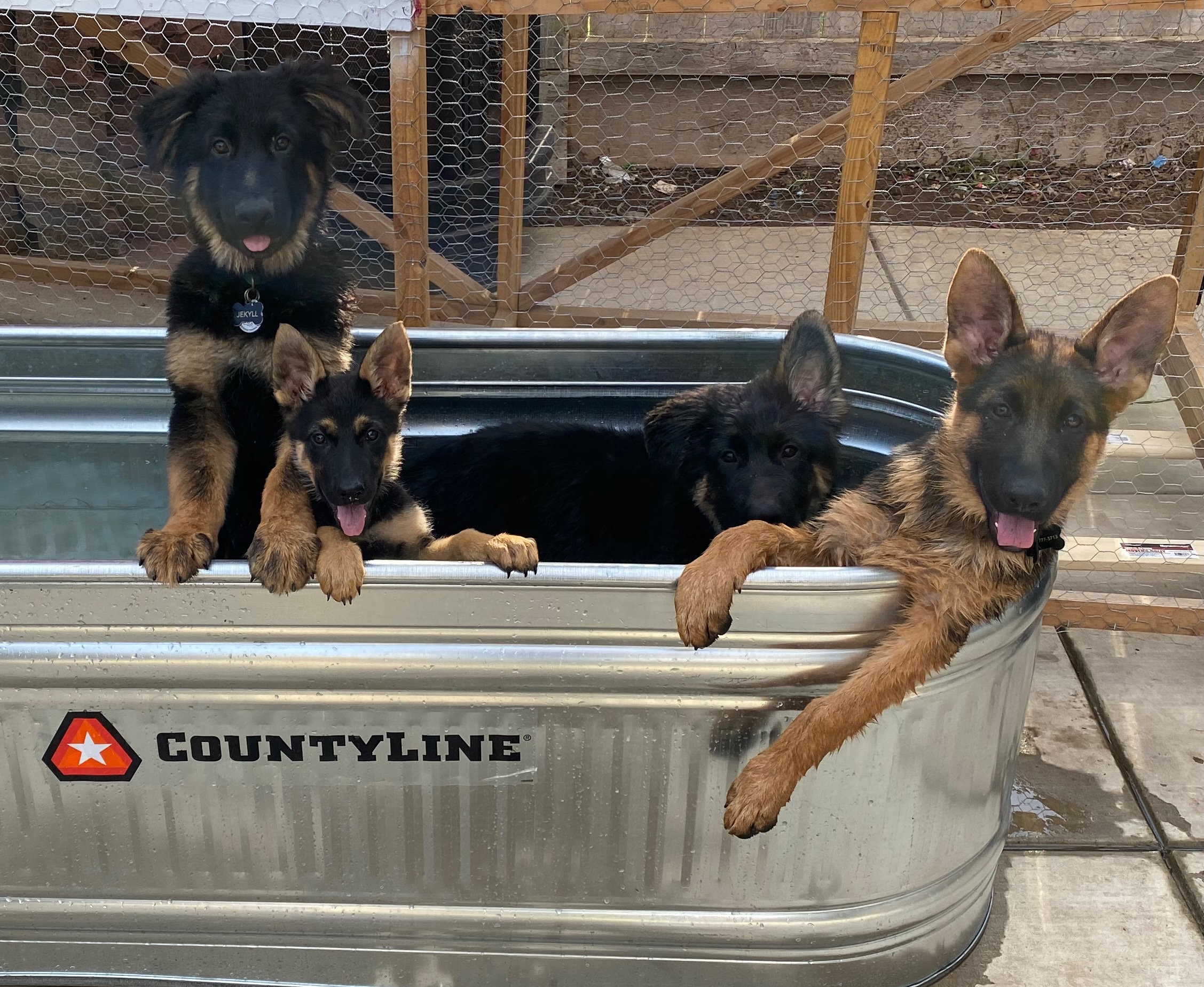 An older group shot of the adult dogs playing in the water.