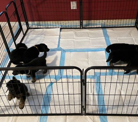One of our first litters