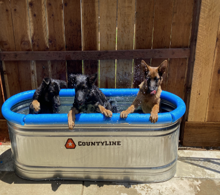 Three of our adult dogs, enjoying some water play on a hot day.
