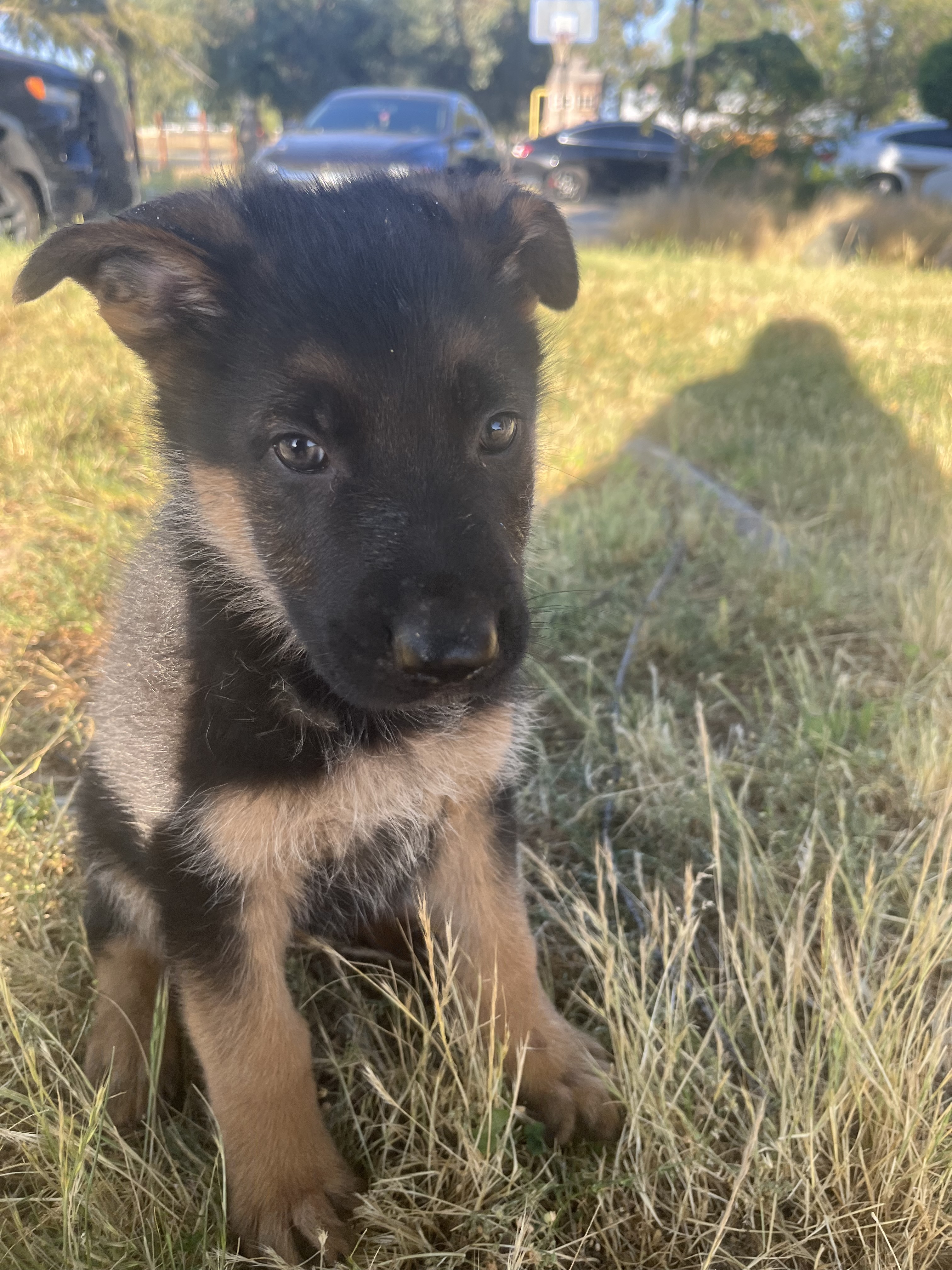 Puppy Thumbnail